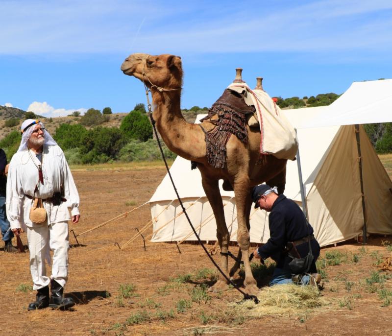 a camel visits Las Golondrinas
