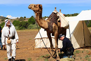 Camel at Las Golondrinas