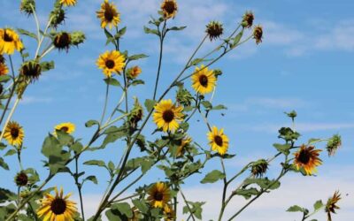 Curator’s Corner: Annual Sunflowers