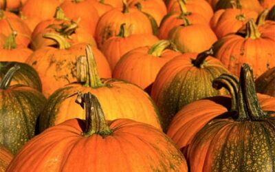 Curator’s Corner: Pumpkins!