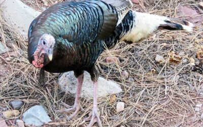 Curator’s Corner: The Ever-Humble Turkey