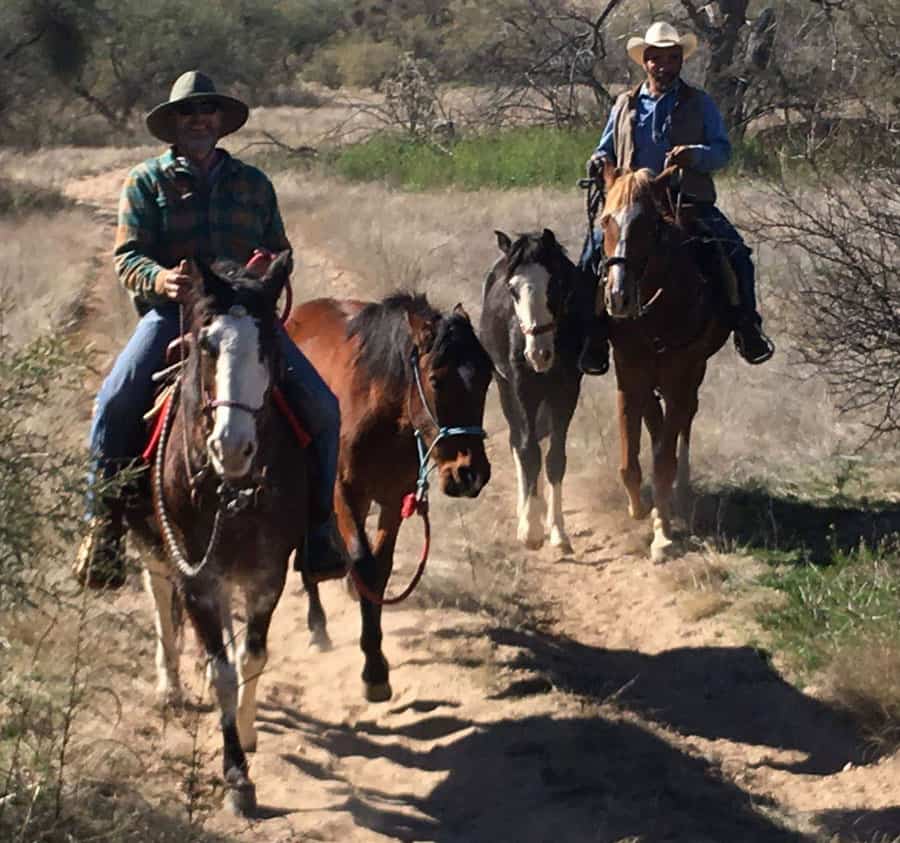 Spanish Barb Horse