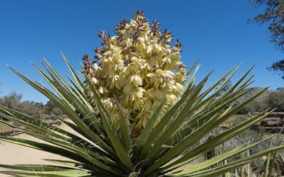 Curator’s Corner: Yucca