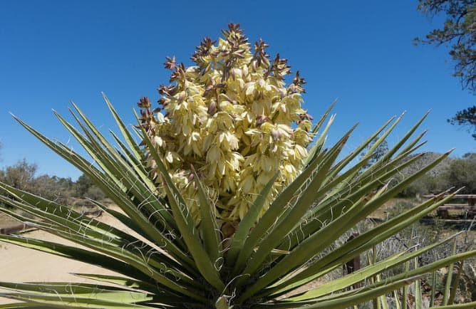 Flowering Yucca