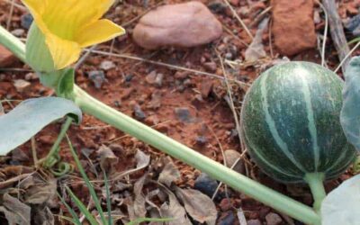 Buffalo Gourd