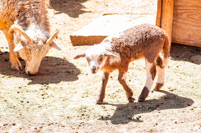 churro sheep