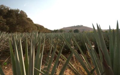 Curator’s Corner: Agave