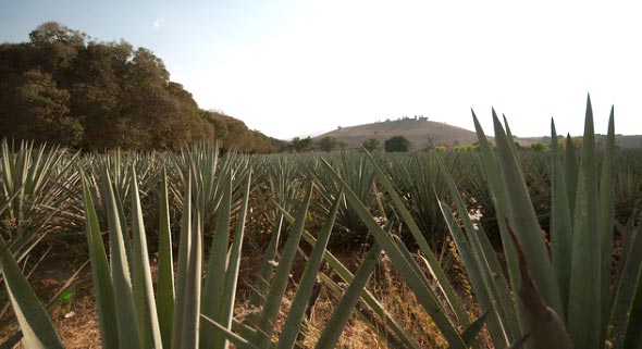 Curator’s Corner: Agave