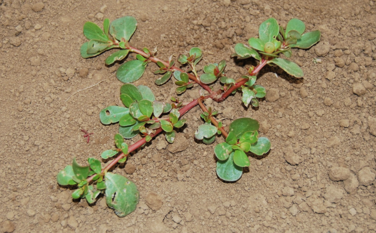 purslane ground