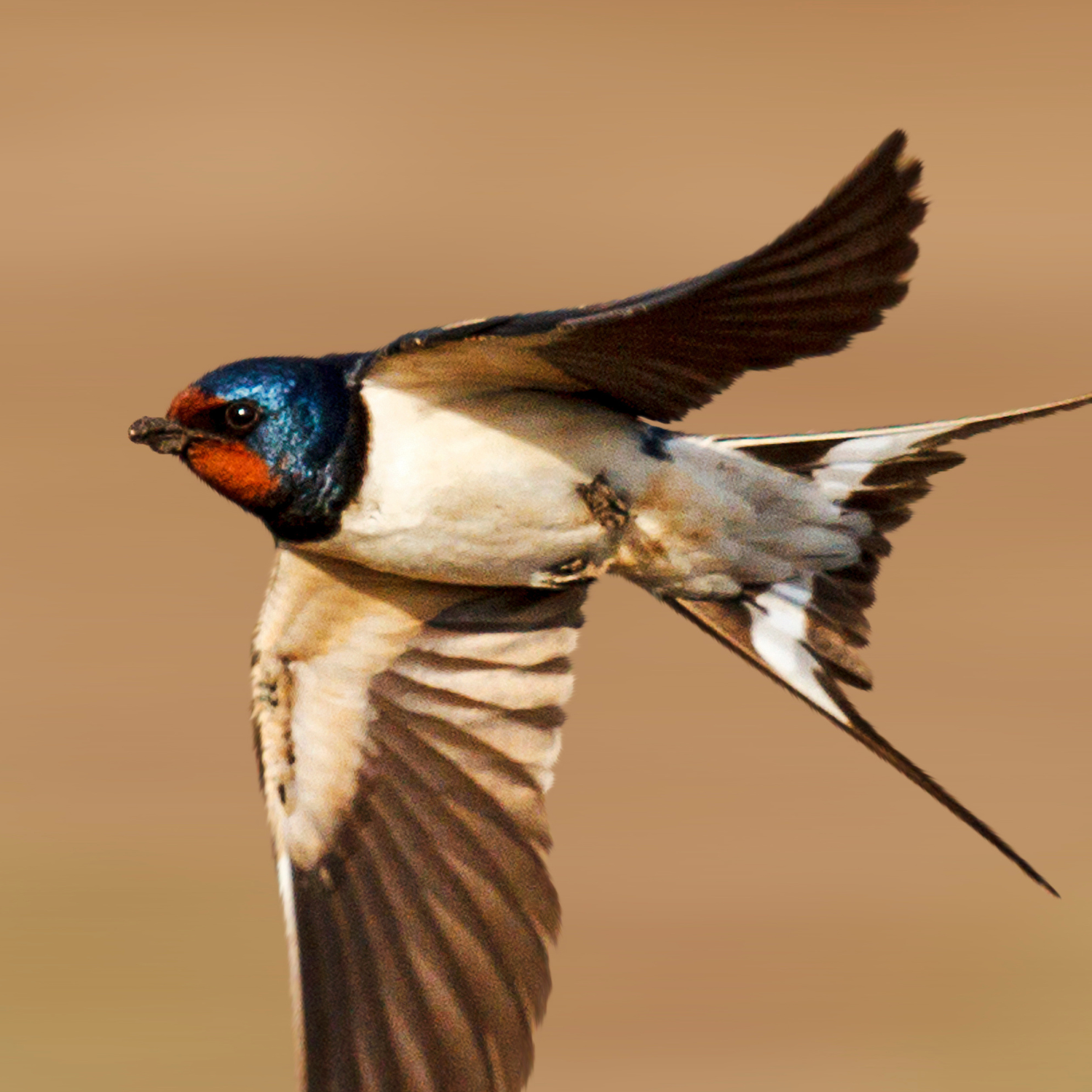 A barn swallow flys through the air