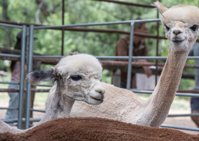 Santa Fe Spring Festival | Jane Phillips Photography