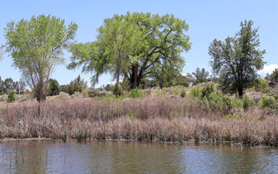 Wetland Wednesdays