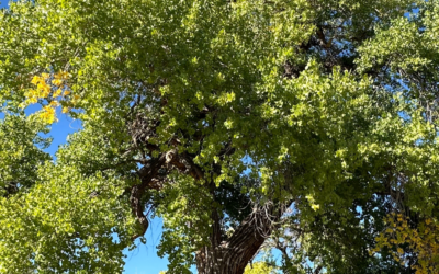 The Kinship of Trees