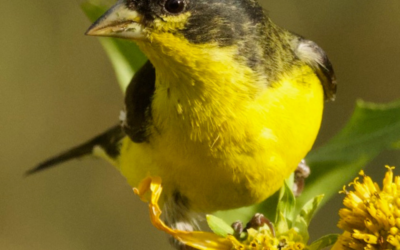 Pájaro Paraje: The Migratory Birds of Leonora Curtin Wetland Preserve