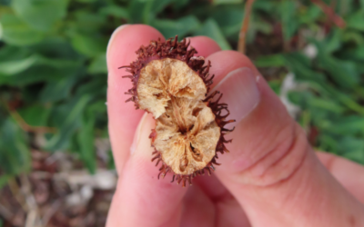 Plant Phenology Walk at Leonora Curtin Wetland Preserve