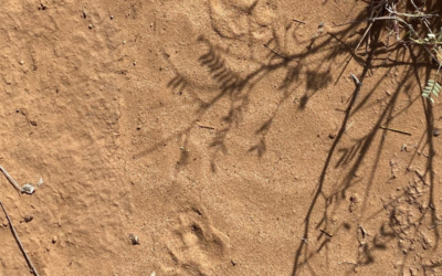 Prints and Scat: Animal Tracking at Leonora Curtin Wetland Preserve