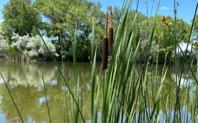 Summer at the Preserve: A Leonora Curtin Wetland Preserve Walk and Talk