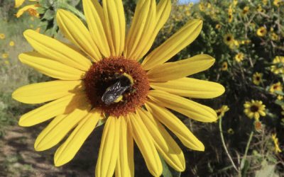 Talk Tuesday: Ecology for Gardeners