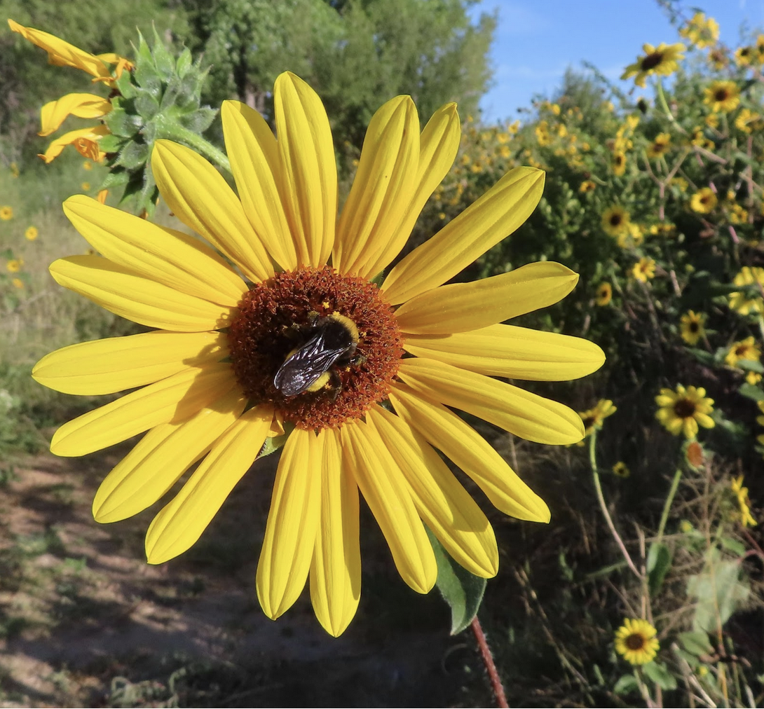 A sunflower blooming in a garden.
