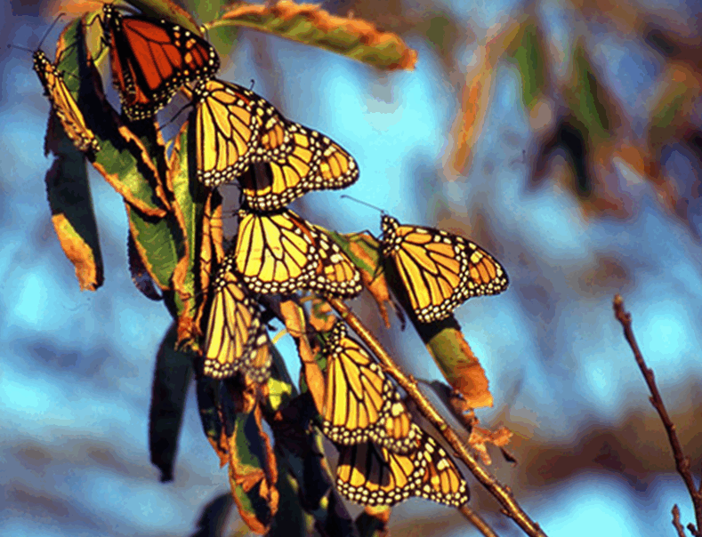 Monarch butterflies together before migrating.