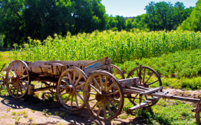 All About Agriculture (October 17)