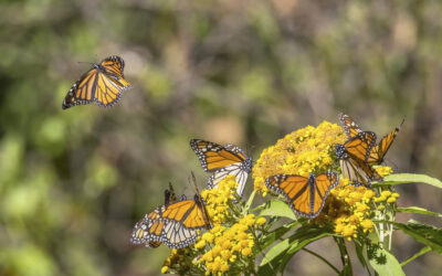 Pollinators at the Preserve