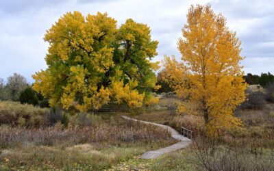 Fall in Love with the Wetlands